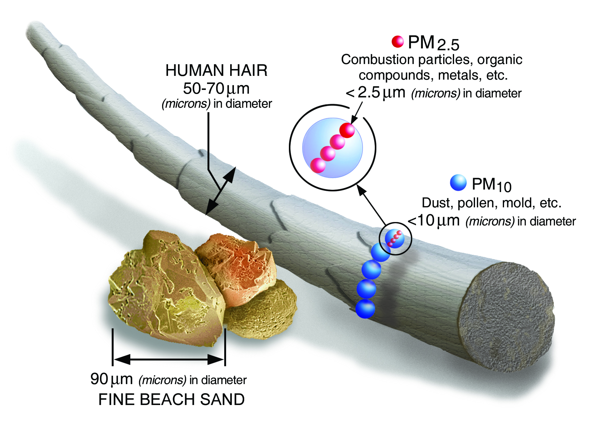 Scale comparison showing PM2.5 and PM10 particles relative to a human hair (50 to 70 microns) and fine beach sand (90 microns).